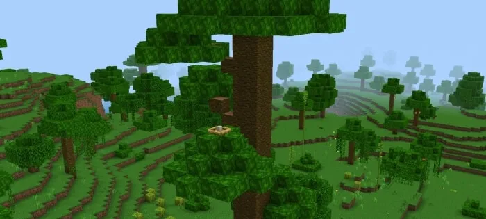 Eagle Nest Tree Structure