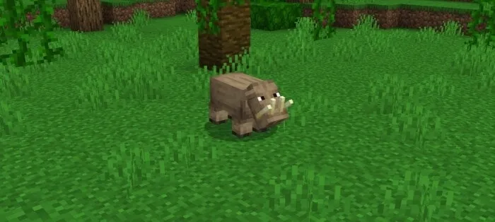 Babirusa
