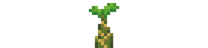 Banana Sapling