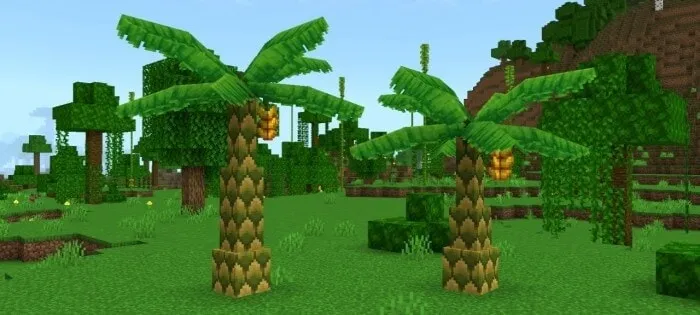 Banana Trees