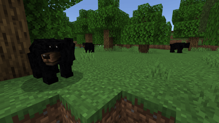 Black Bears Variants