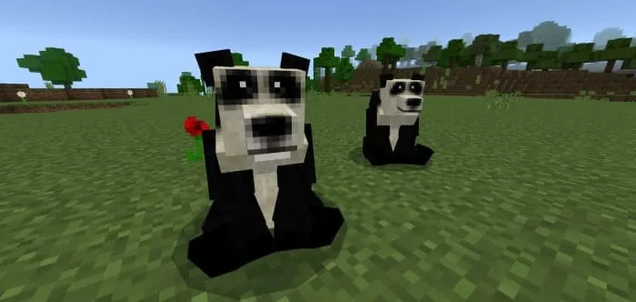 Panda Bears Variants