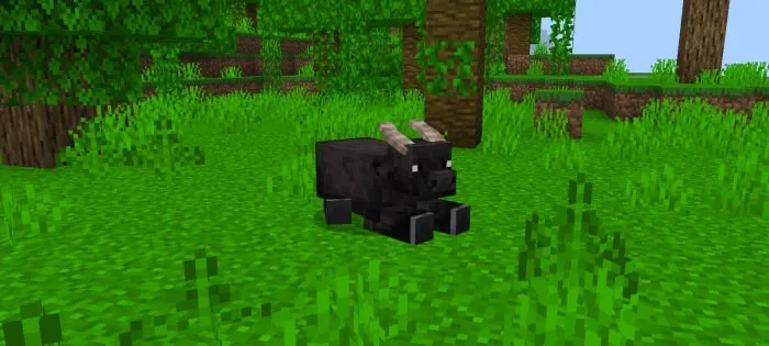 Tamaraw