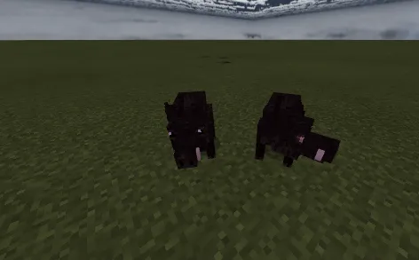 Boar