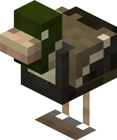 Duck