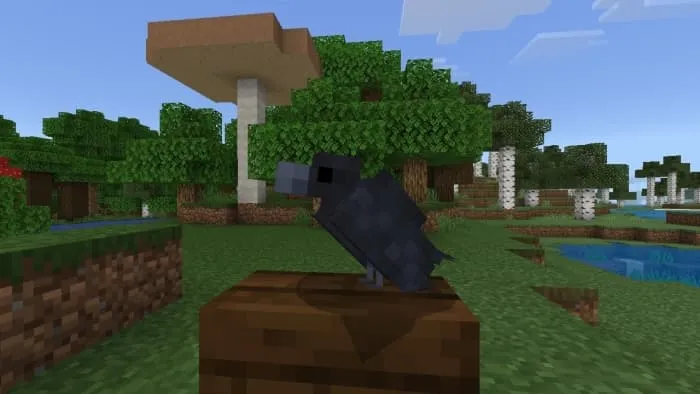 Raven