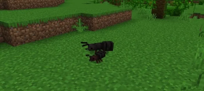 Carpenter Ant