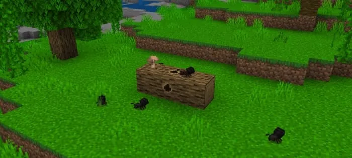 Carpenter Ants Log