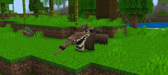 Giant Anteater