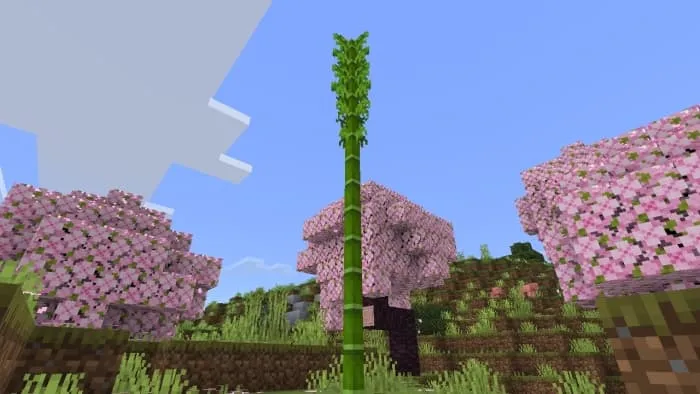 Bamboo Vegetation