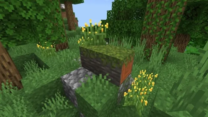 Fallen Mossed Acacia Log