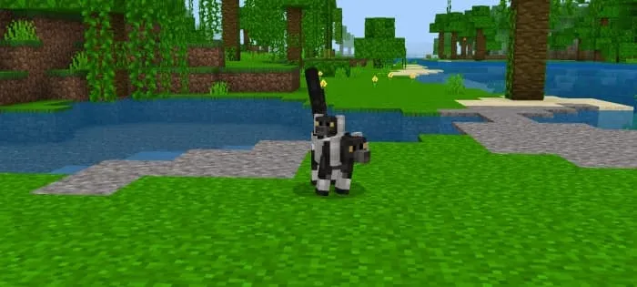 Black-White Ruffed Lemur