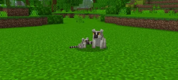 Ring Tailed Lemur