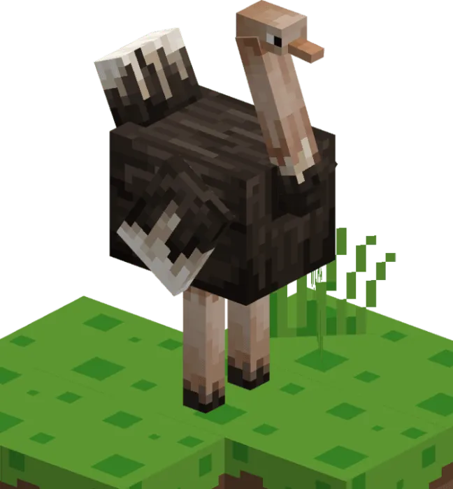 Ostrich