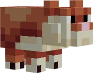 Hamster
