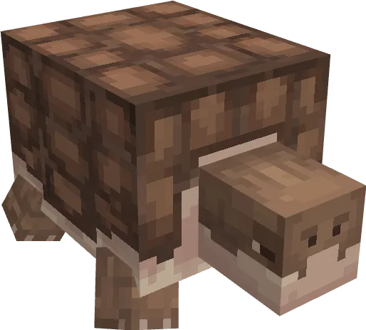 Sulcata Turtle