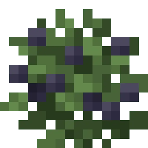 Blackberries Bush