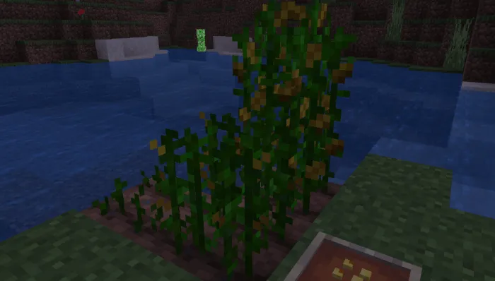 Grown Maize Crops: Screenshot