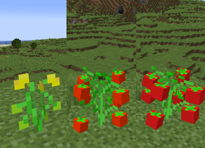 Tomato Crops: Screenshot