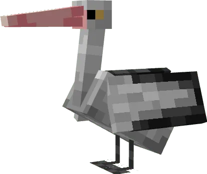Pelican