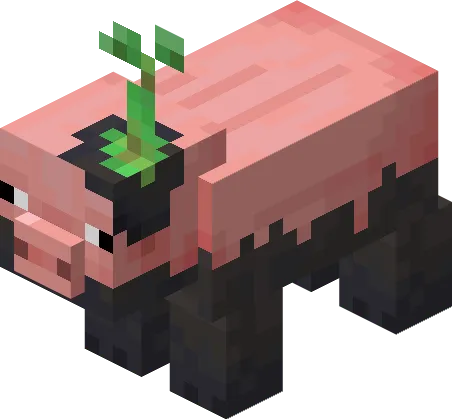 Muddy Pig