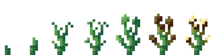Cotton Growing