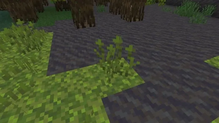 Tall Moss Sprouts