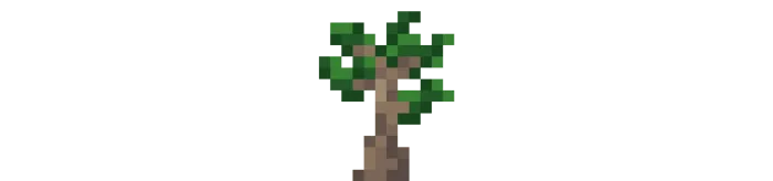 Eucalyptus Sapling