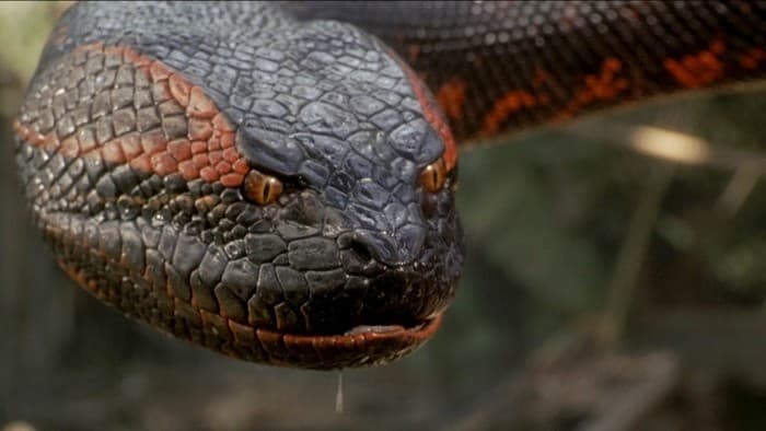 Anaconda 1997: Original