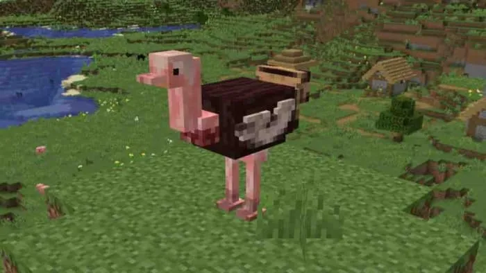 Ostrich