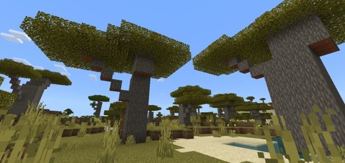 Acacia Trees: Screenshot