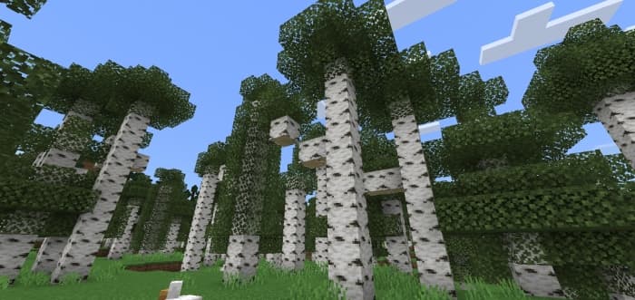 Birch Trees: Screenshot