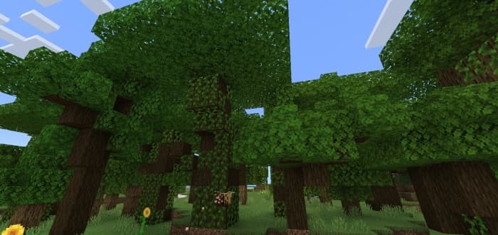 Dark Oak Trees: Screenshot