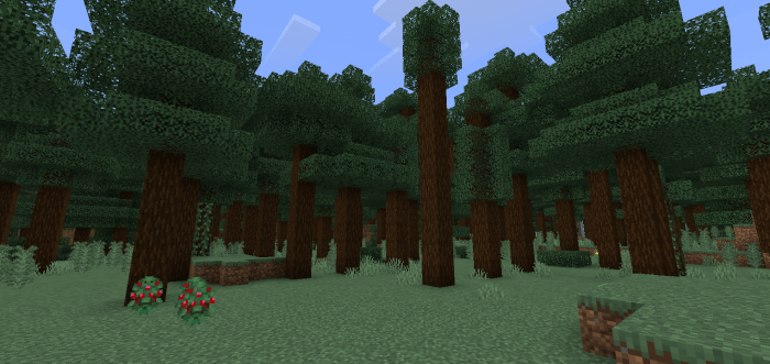 Spruce Trees: Screenshot
