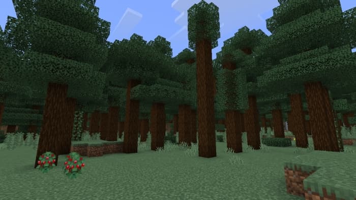 Spruce Tree Variants