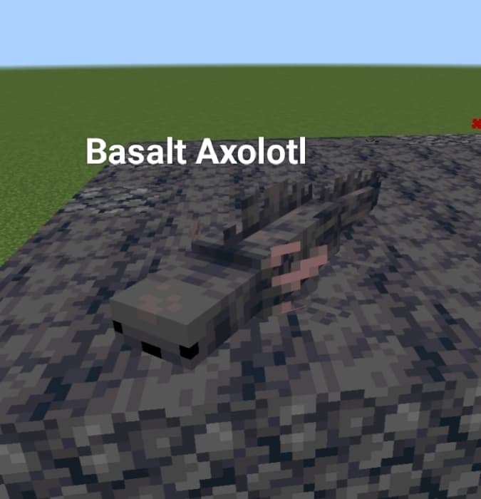 Basalt Axolotl