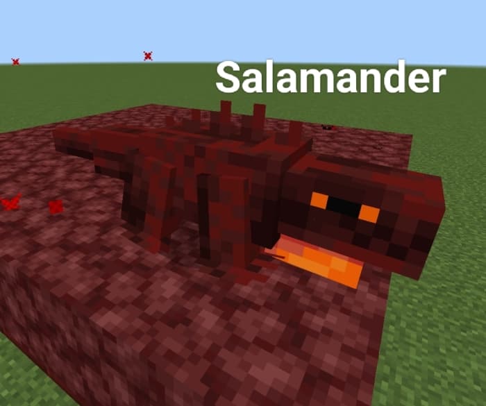 Salamander