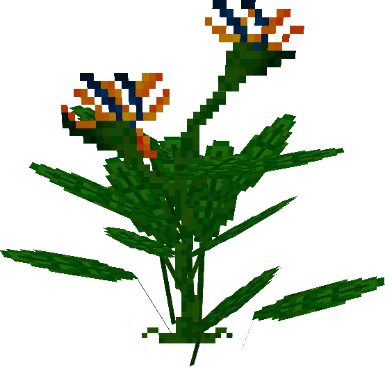 Bird of Paradise