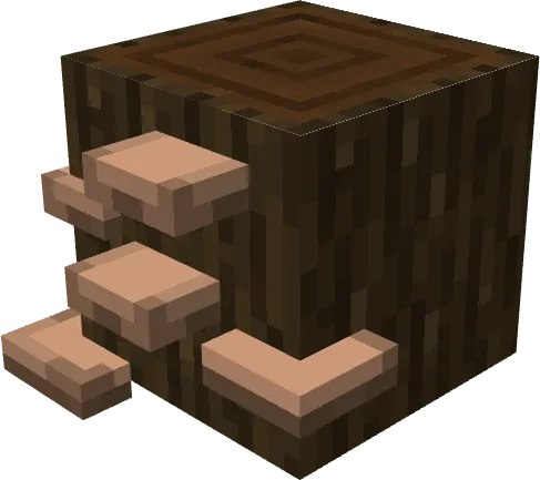 Brown Lateral Dark Oak Mushroom