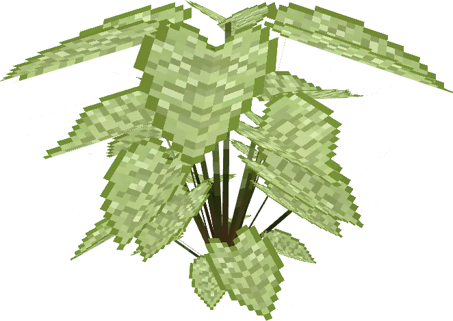 Caladium Big Lime