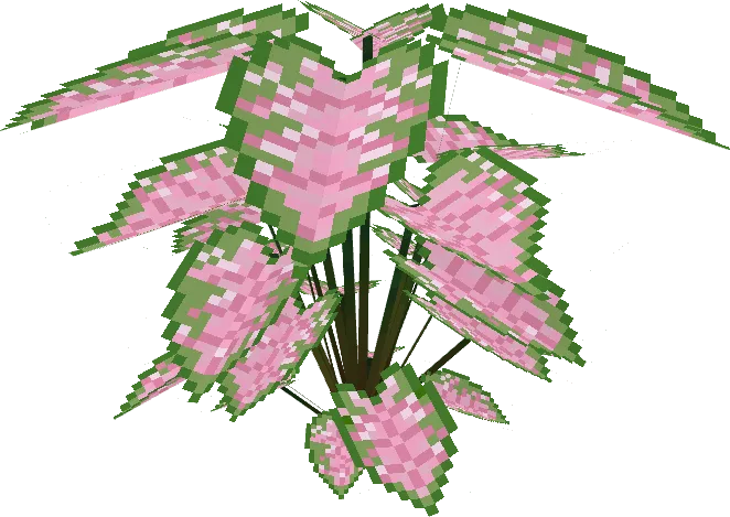 Caladium Big Pink