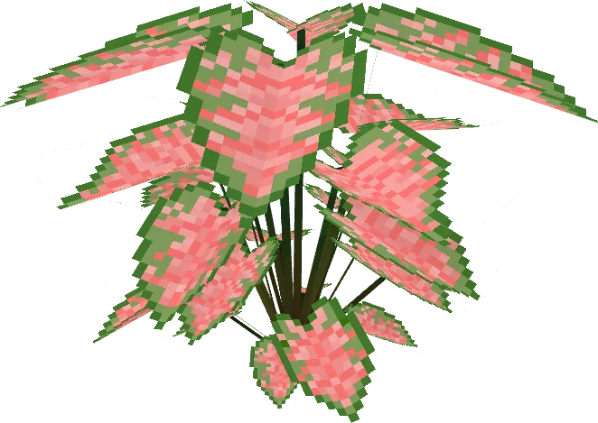 Caladium Big Red