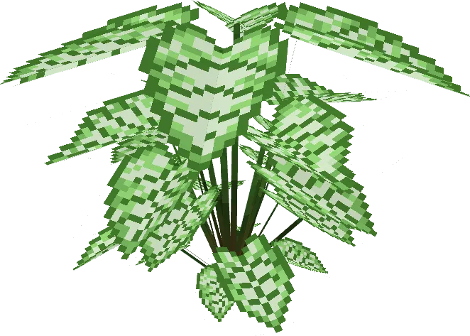 Caladium Big White