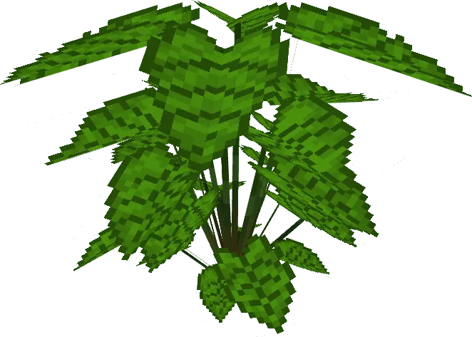 Caladium Big