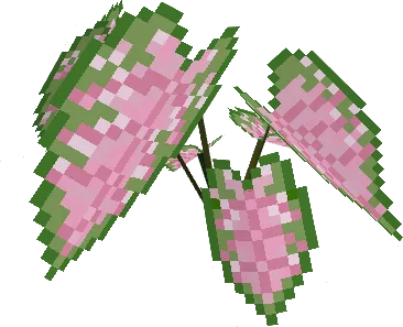 Caladium Pink