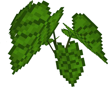 Caladium