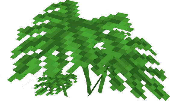 Monstera