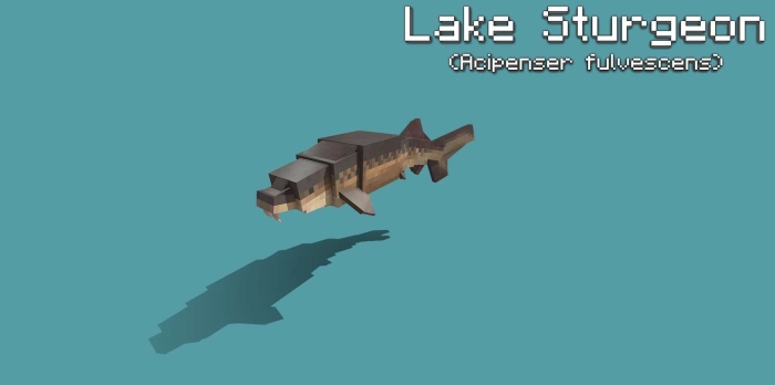 Lake Sturgeon