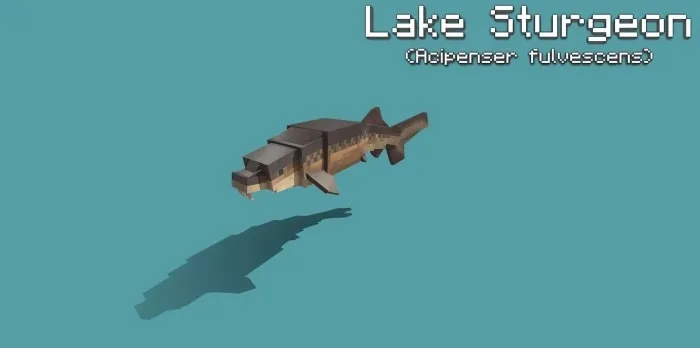Lake Sturgeon