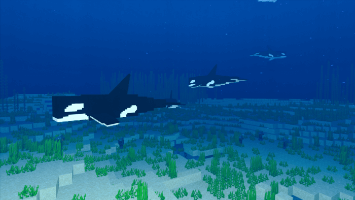 Killer Whale: Screenshot